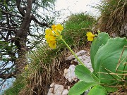 46 Primula auricula (Orecchia d'orso)